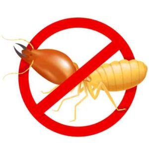 Termite Control Services DHA Karachi 1 Termite control services DHA Karachi