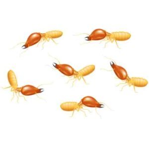 Termite Control Services DHA Karachi 2 Termite control services DHA Karachi