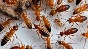 Termite Control: Effective Solutions with Nest Fumigation Services in Karachi 1 Termites Control